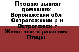 Продаю цыплят домашних - Воронежская обл., Острогожский р-н, Острогожск г. Животные и растения » Птицы   